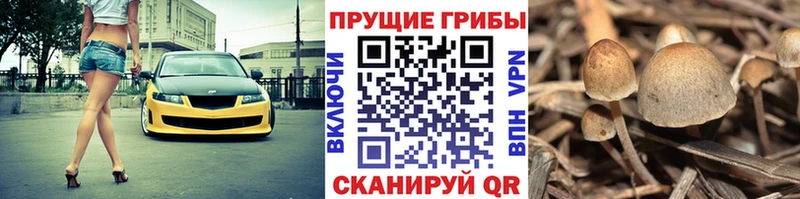 Псилоцибиновые грибы мицелий  нарко площадка состав  Елизаветинская  где можно купить наркотик 